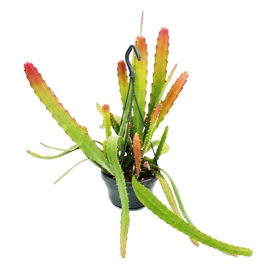 Original-Shopaufnahme: Epiphyllum anguliger Red Tip Schwert-Kaktus Krokodilschwanz mit rötlicher Färbung 14cm Ampeltopf