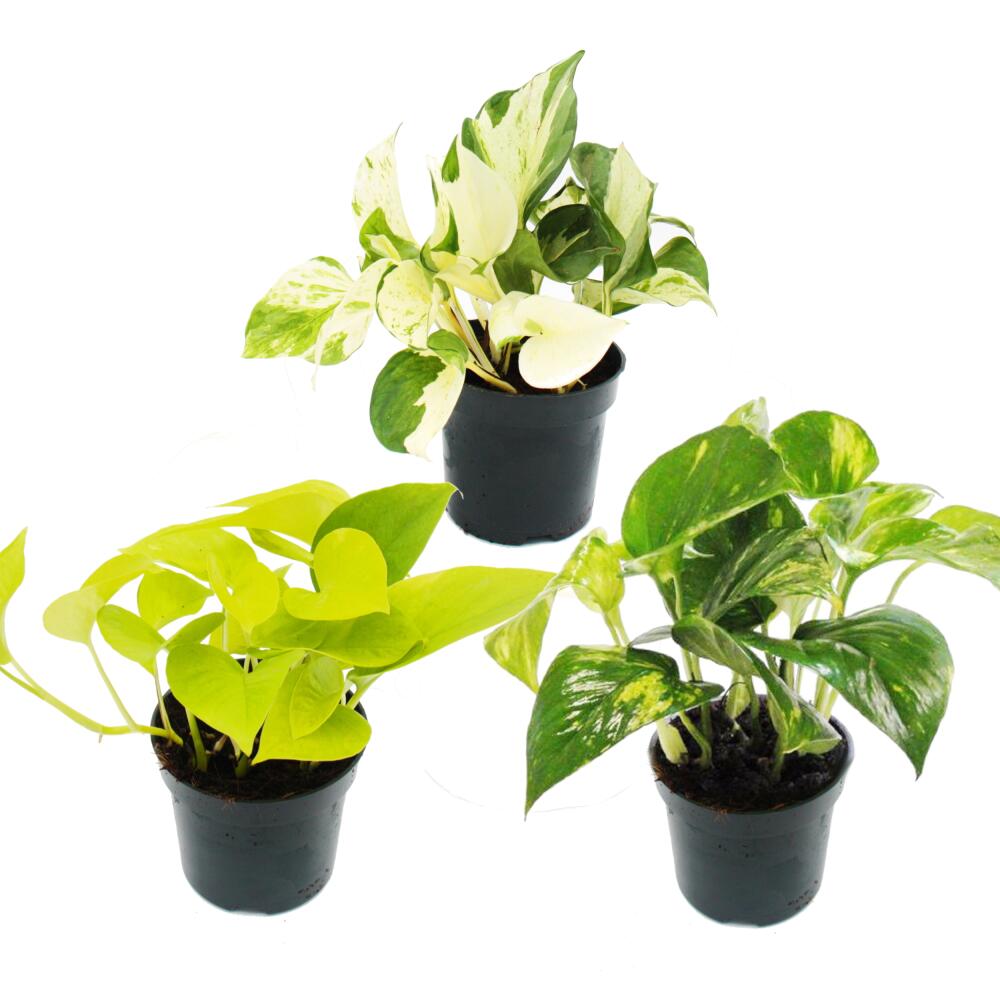 Photo originale de la boutique : trio de plantes d’intérieur « Efeutute » – lot de 3 espèces différentes d’Epipremnum – à longues tiges