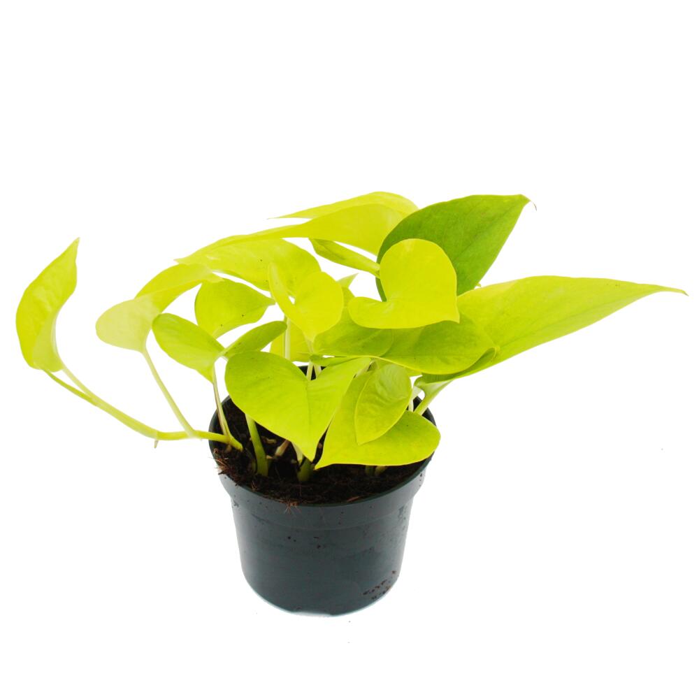 Photo originale de la boutique : trio de plantes d’intérieur « Efeutute » – lot de 3 espèces différentes d’Epipremnum – à longues tiges