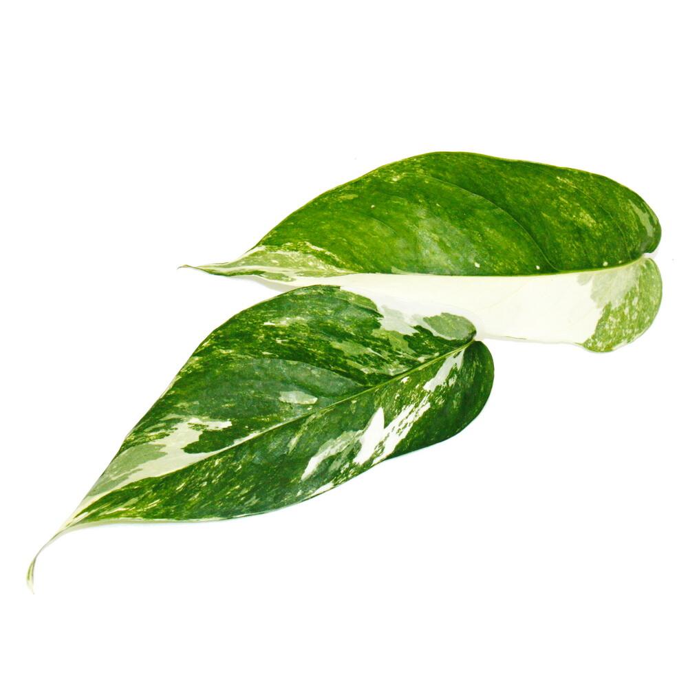 Original propre non modifié : détail de deux feuilles à points et secteur blanc