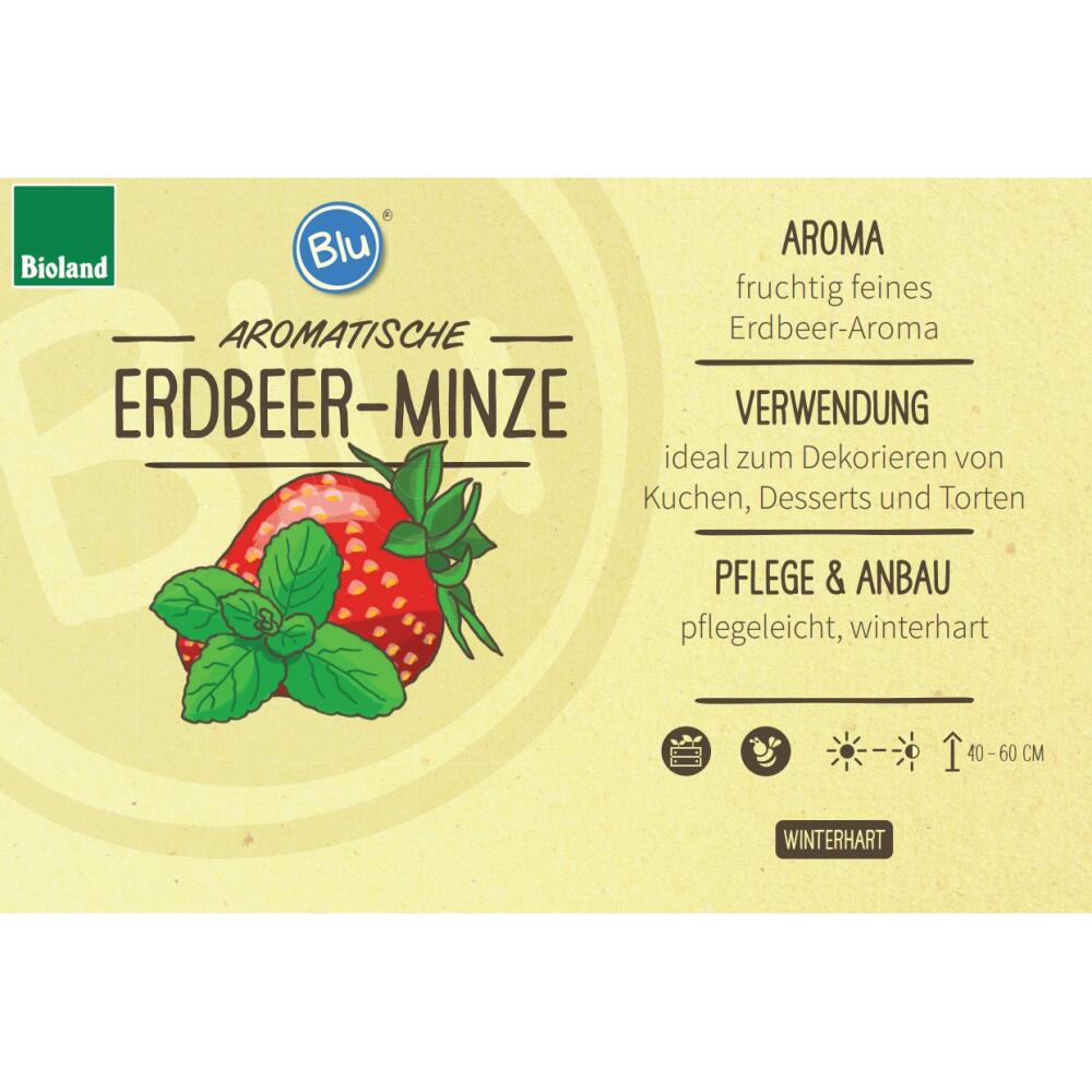 Erdbeer-Minze – Original-Shopansicht 2