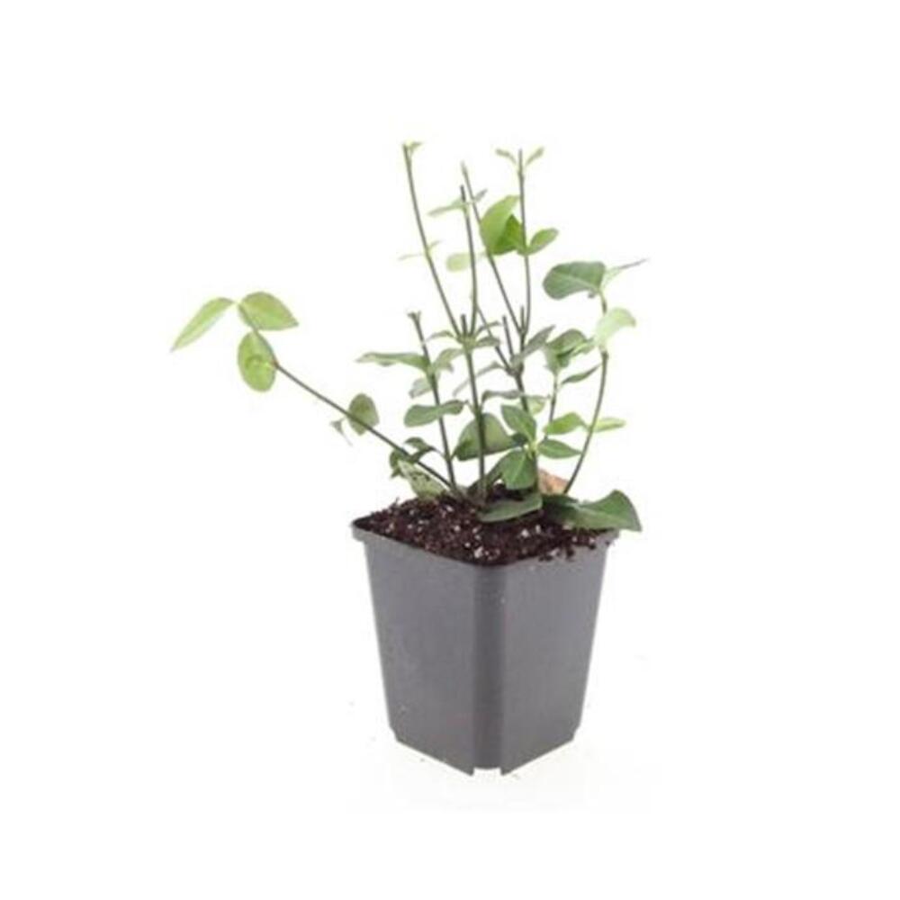 Unveränderte Original-Shopaufnahme: Bodendecker - Purpur-Kriechspindel - Euonymus fortunei 'Coloratus' - 9cm Topf