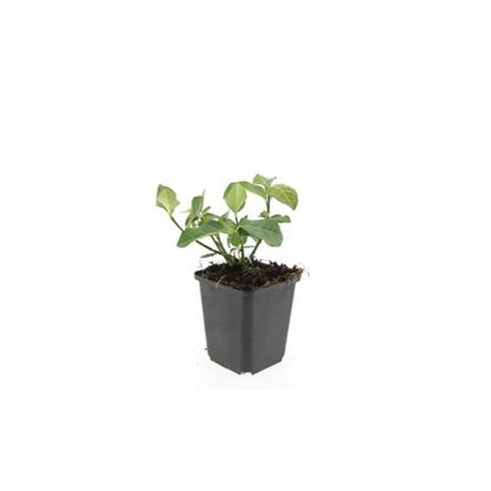 Unveränderte Original-Shopaufnahme: Bodendecker - Spindelbaum - Euonymus fortunei 'Dart's Blanket' - 9cm Topf
