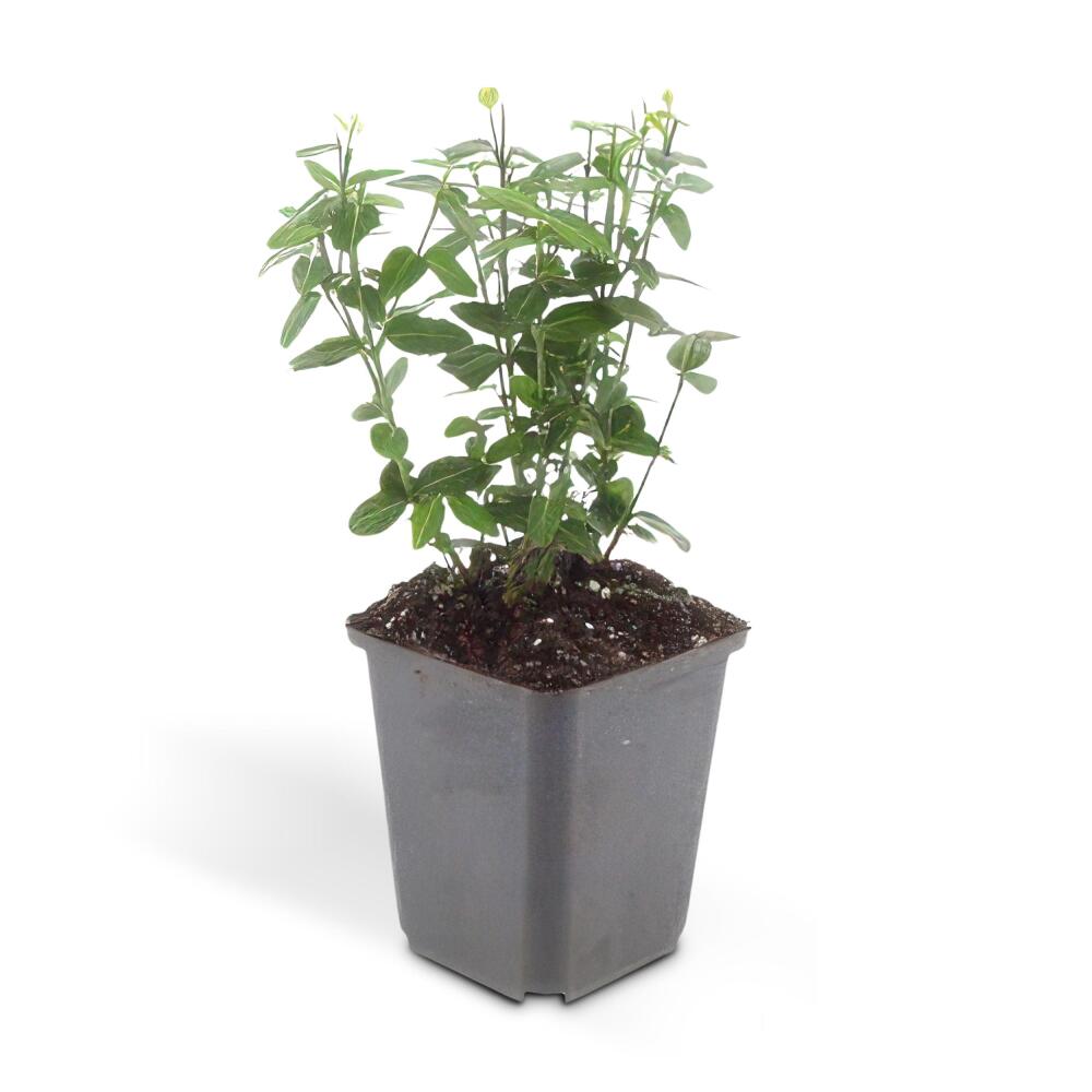 Grüne Kriechspindel als junge, blütenlose Pflanze im schwarzen 9-cm-Kulturtopf auf sauberem Original-Shopfoto