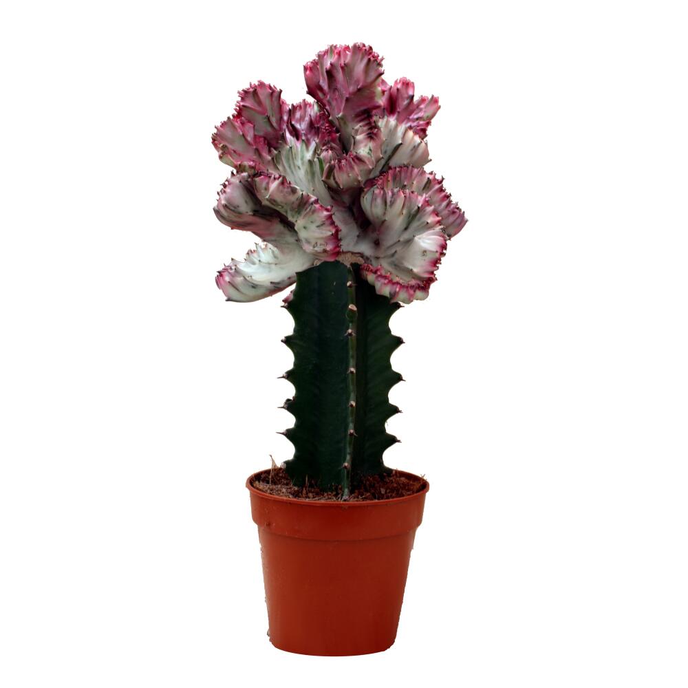 Unveränderte Original-Shopaufnahme: Euphorbia lactea cristata gepfropft - 12cm Topf