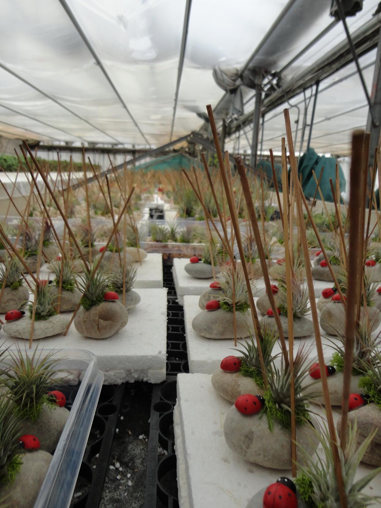 Viele Tillandsien-Arrangements mit Steinen und Dekoration in der Gärtnerei