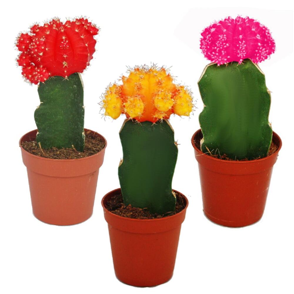 Original shop photograph: set of 3 differently coloured grafted cacti, 5.5 cm pots, about 10–12 cm tall