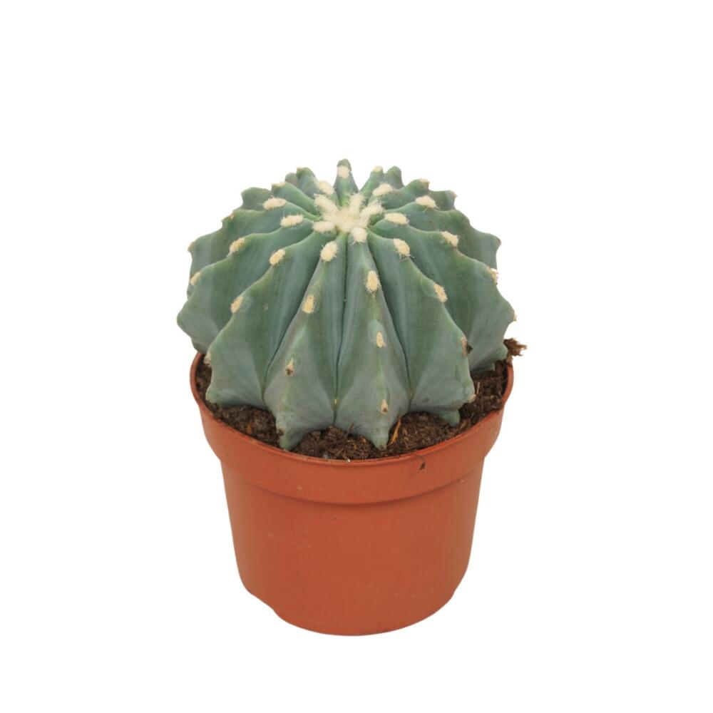 Unveränderte Original-Shopaufnahme: Stachellose Teufelszunge - Ferocactus glaucescens inermis - Pflegeleichter Kaktus - 10,5cm Topf