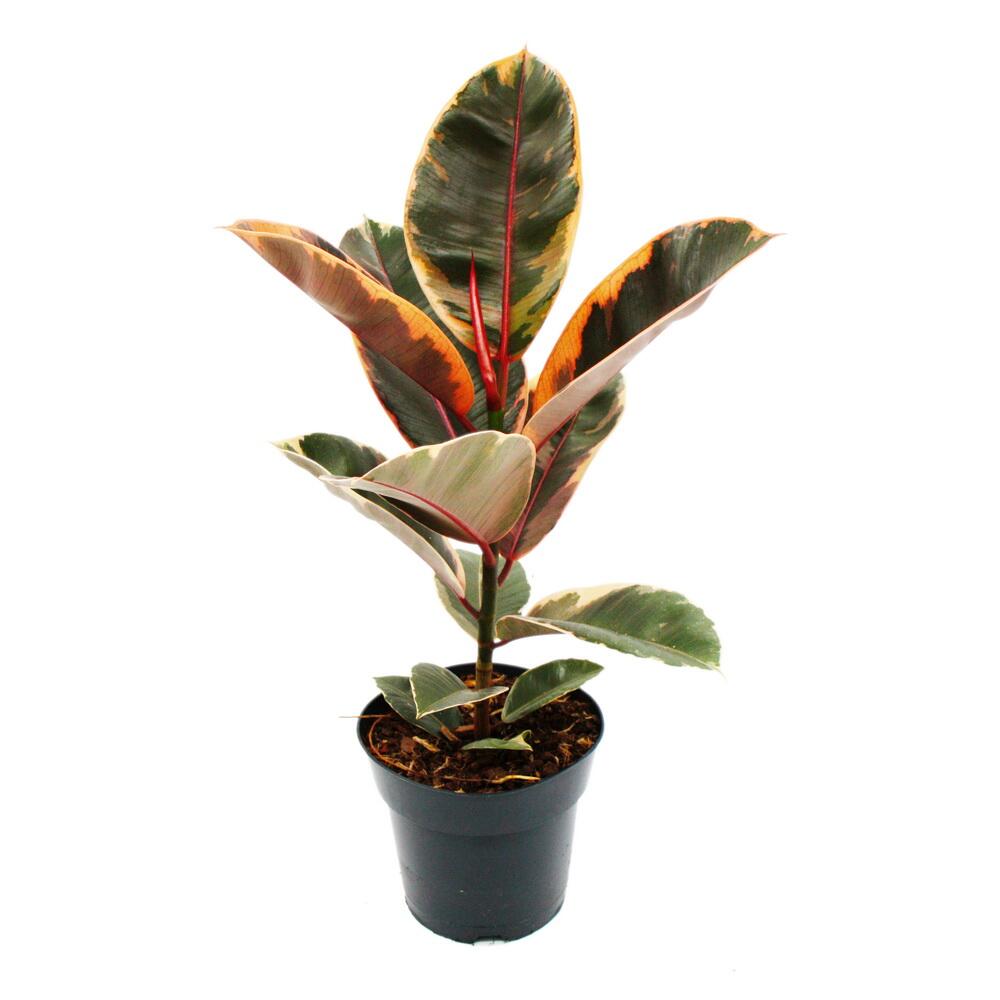 Photo originale de la boutique inchangée : caoutchouc panaché de rouge, Ficus elastica « Belize », pot de 17 cm