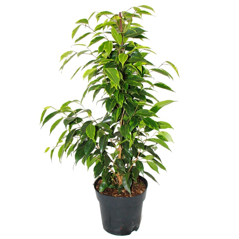 Weeping fig – original shop view 1