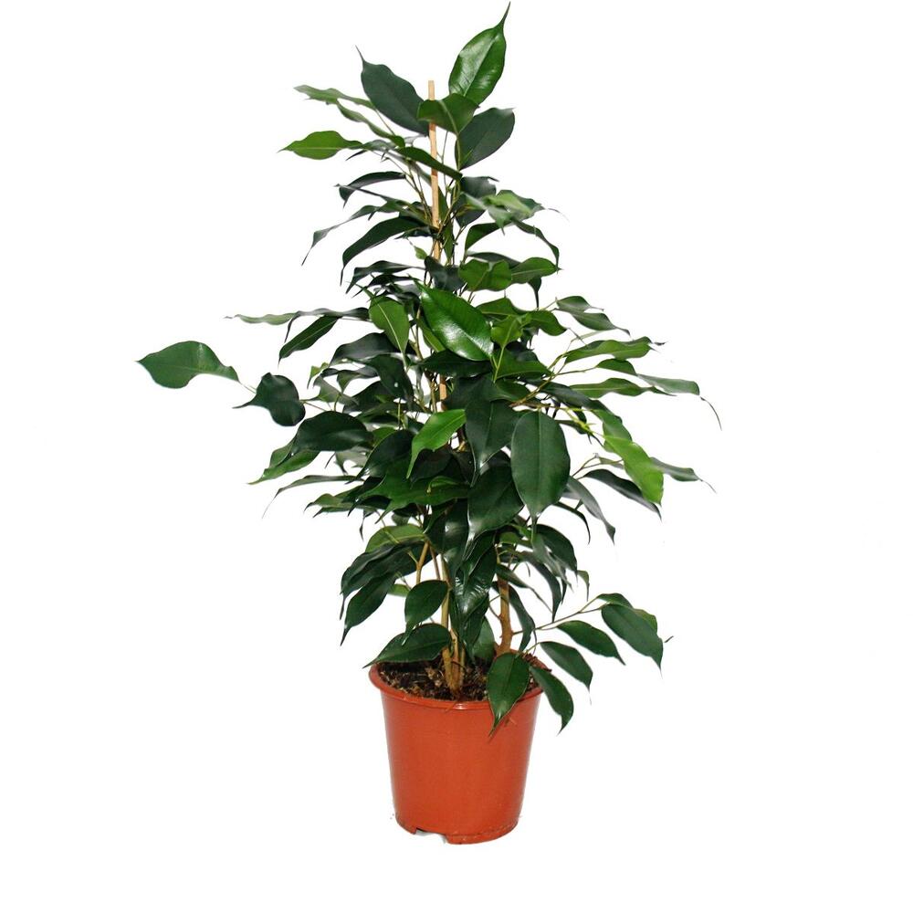 Photo originale de la boutique : Ficus benjamini « Danielle », figuier pleureur 14 cm