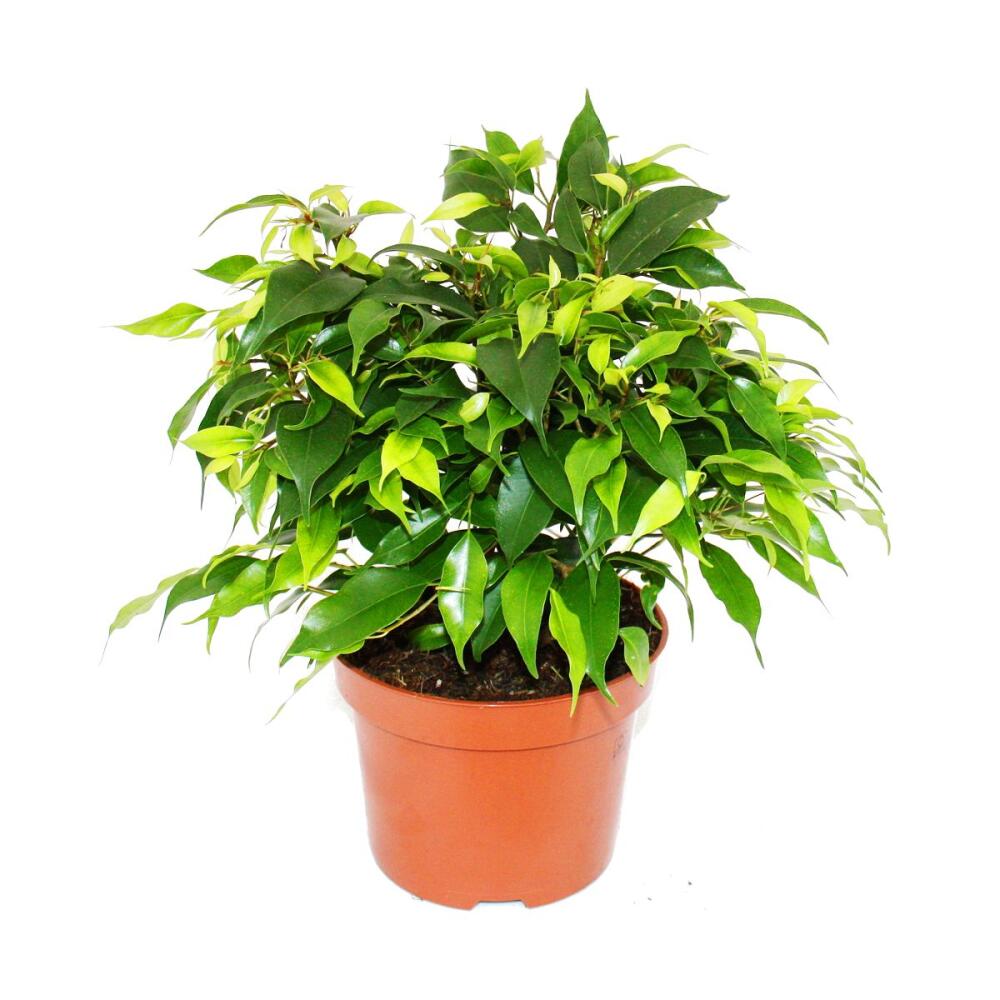 Original-Shopaufnahme: Buschige Birkenfeige - Ficus benjamini "Kinky Green" - 12cm Topf
