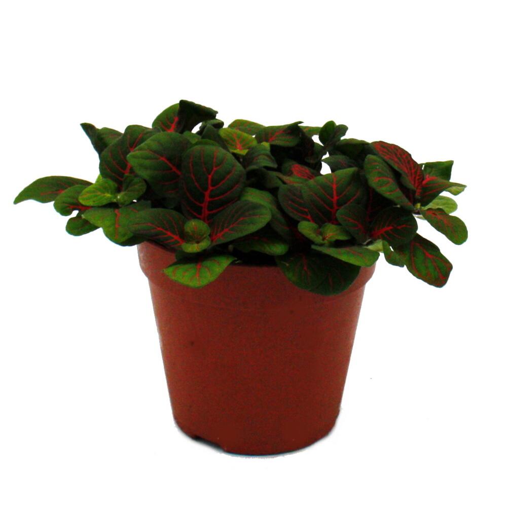 Unchanged clean original Bubble Red view with rounded dark green red-veined leaves
