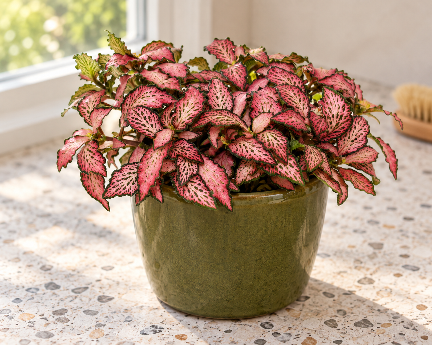 Petite Forest Flame Pink aux feuilles roses pointues et ondulées dans un contenant vert sur du terrazzo clair
