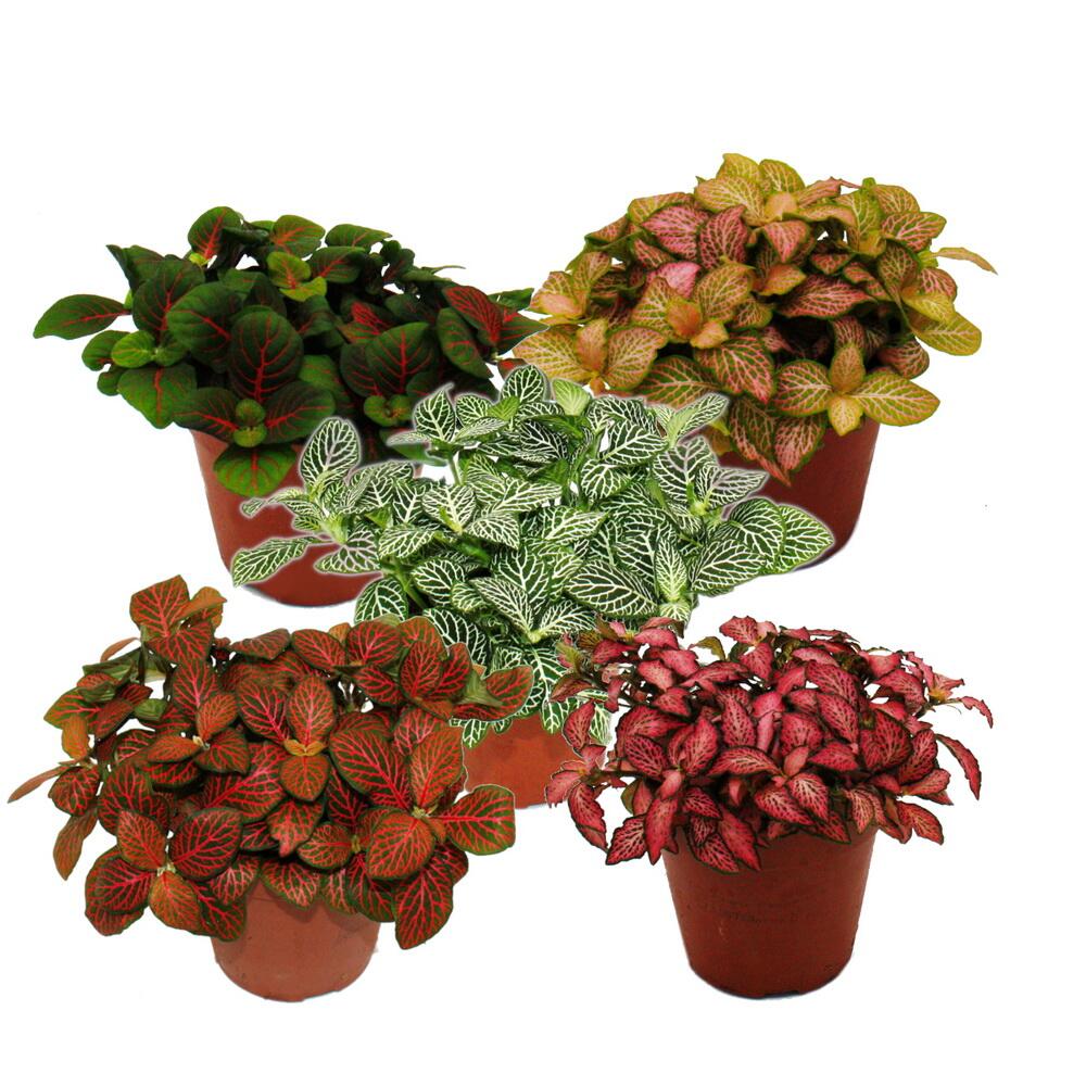 Unveränderte Original-Shopaufnahme: Silbernetzblatt - Mosaikpflanze - Fittonia - 12cm Topf - tolle Farben