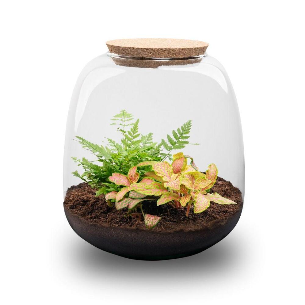 Unchanged, unmarked original shop photograph: example glass planting with Fittonia Ruby Lime and a fern