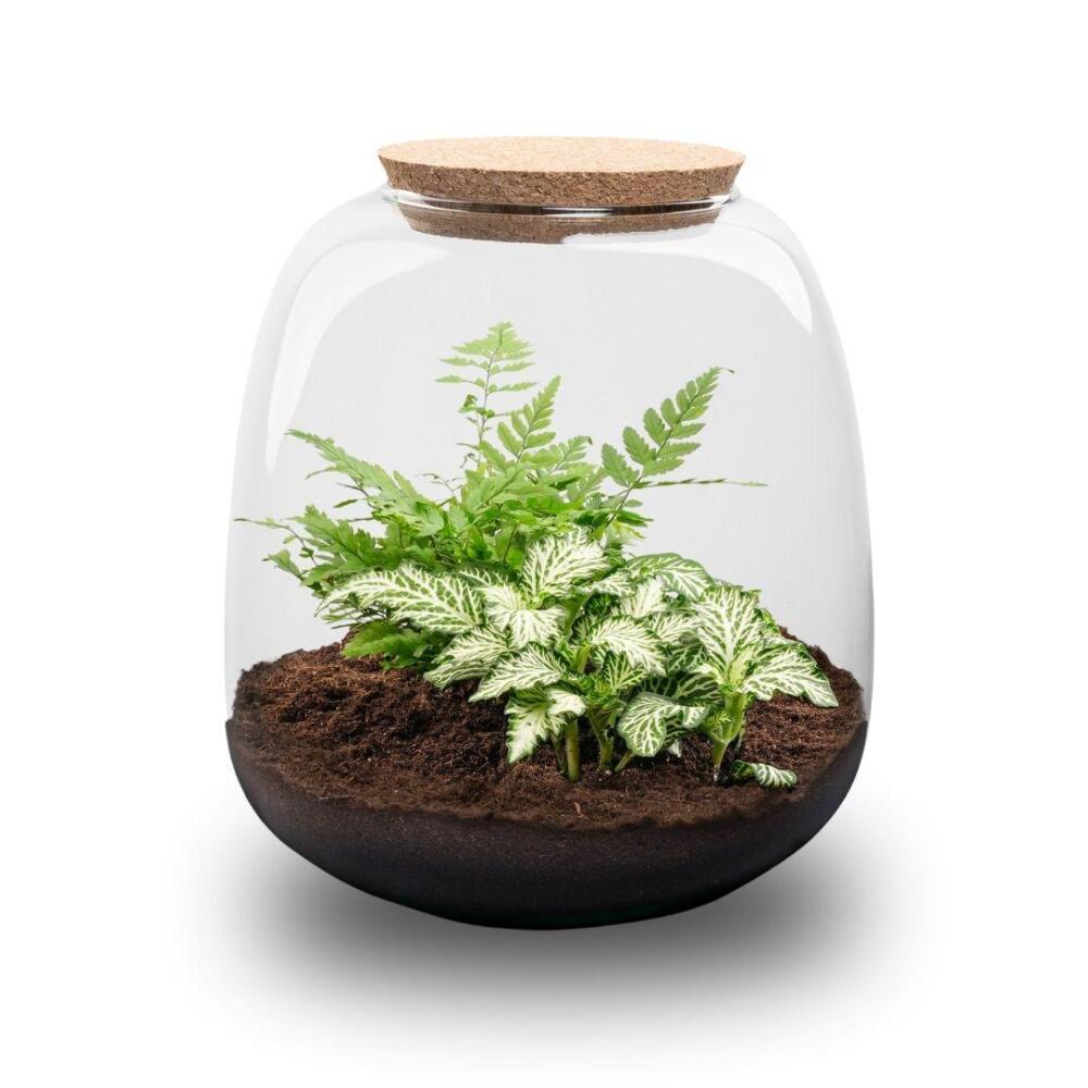 Unveränderte saubere Original-Shopaufnahme: bepflanztes Beispielglas mit Fittonie White Tiger und Farn