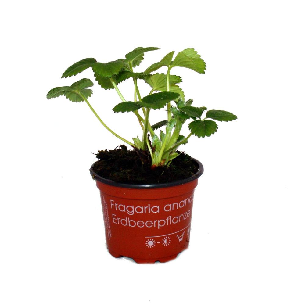 Jeune rosette verte de fraisier en pot de culture brun-roux avec le texte botanique original du pot
