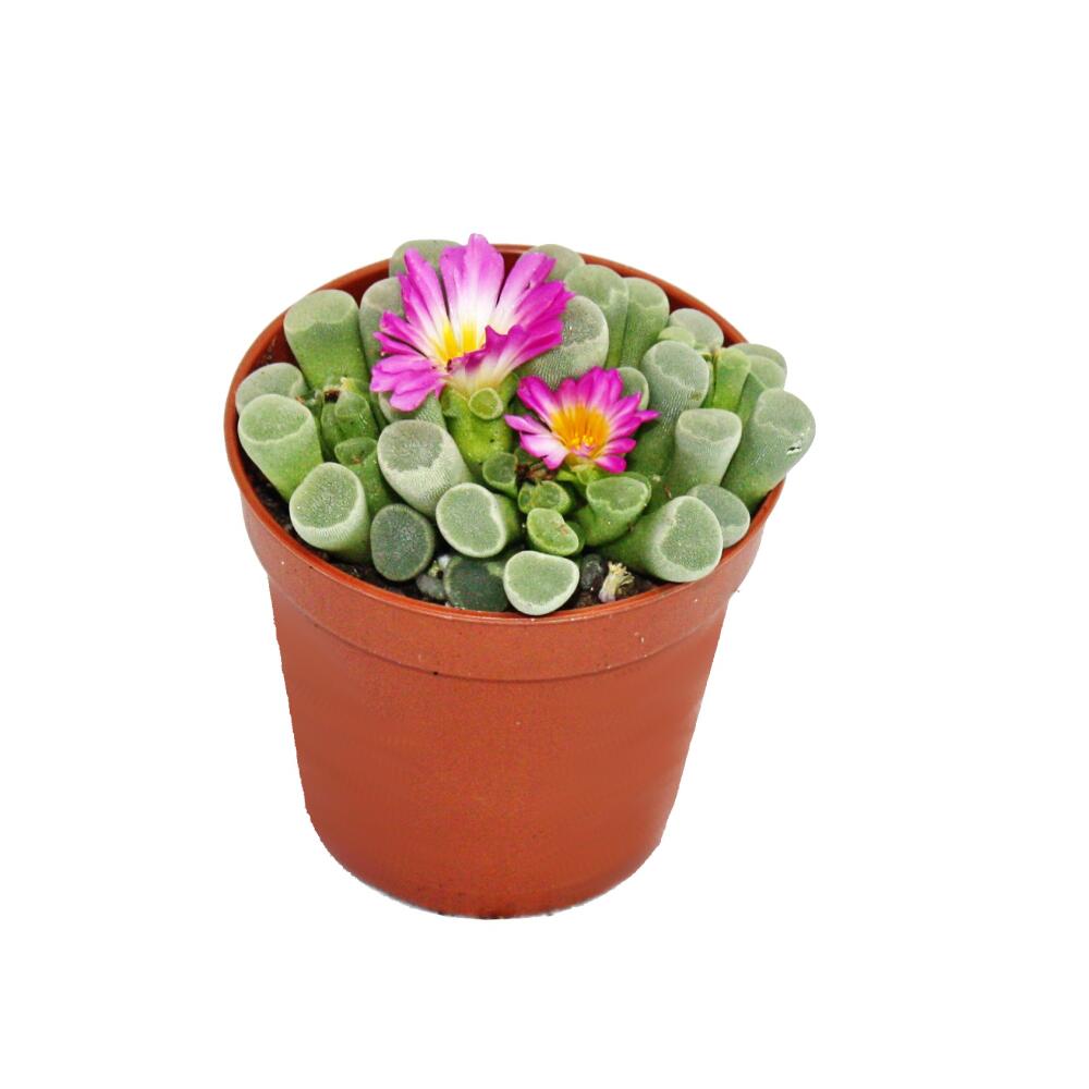 Frithia – vue originale de la boutique 1