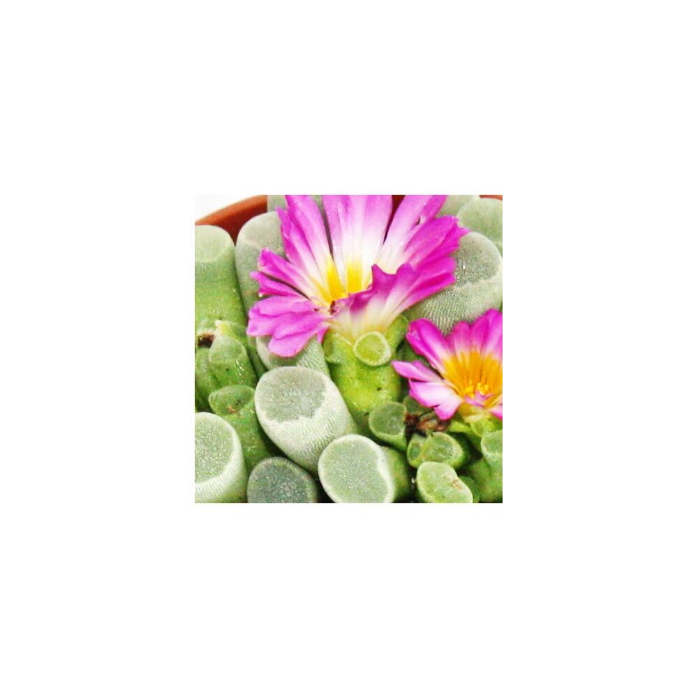 Frithia – vue originale de la boutique 2