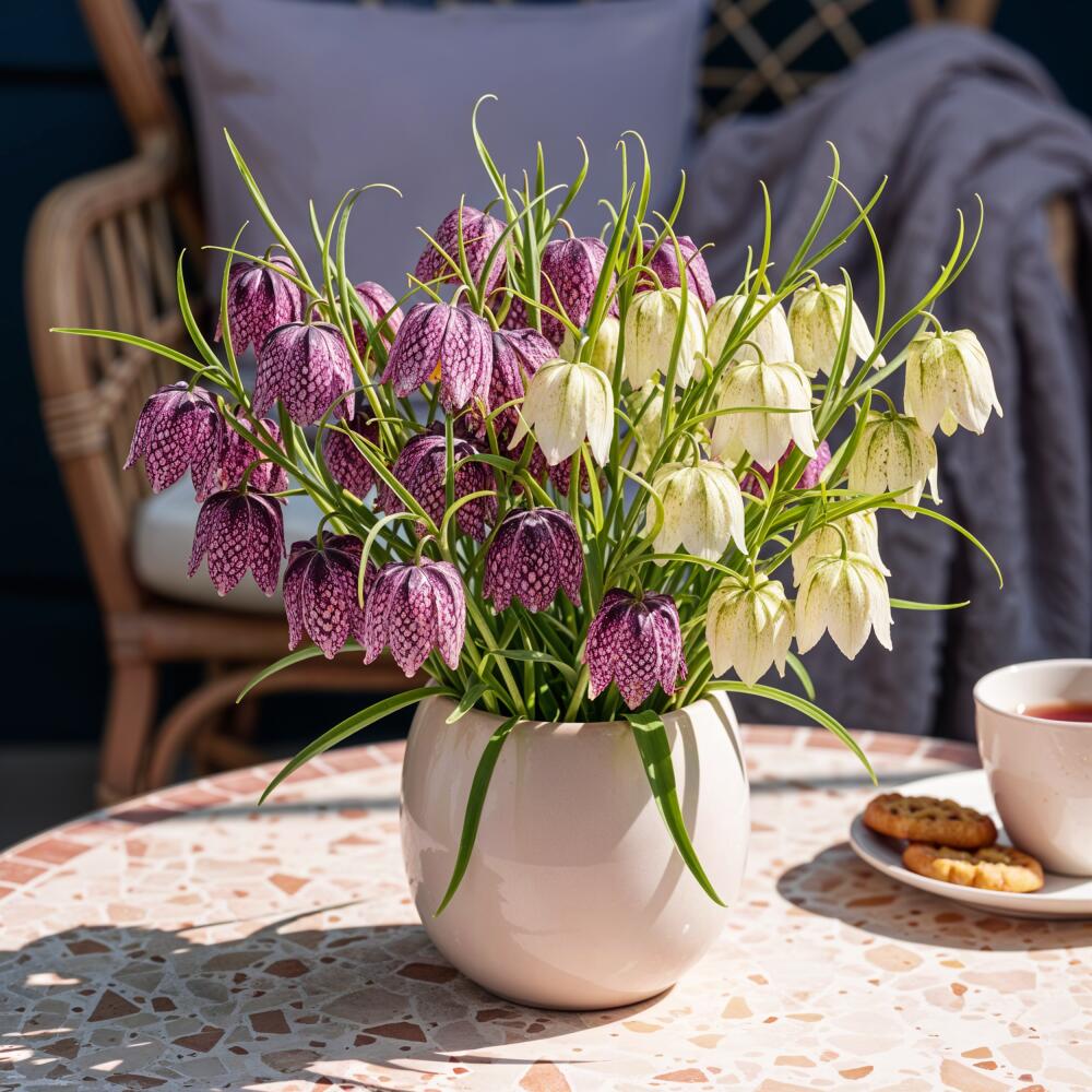 Original shop photograph: Exotenherz flower bulbs – snake’s-head fritillary Fritillaria Meleagris Mix (30 pieces), diameter 6–7 cm