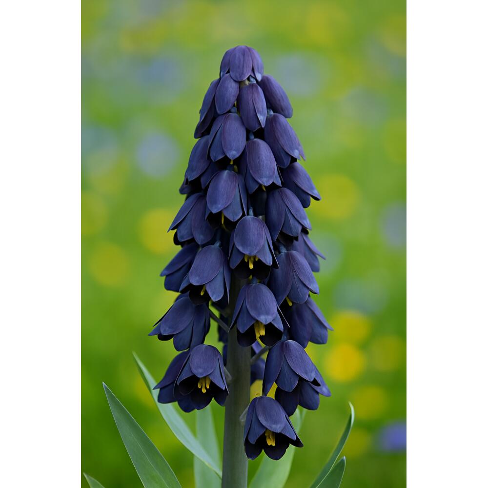 Original-Shopaufnahme: Exotenherz Blumenzwiebeln - Kaiserkrone Fritillaria persica lila ( 5 Stück)