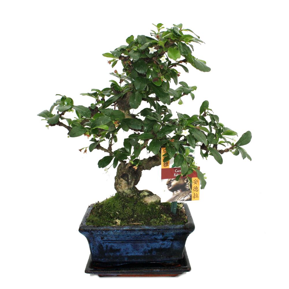 Fukientee – Original-Shopansicht 1