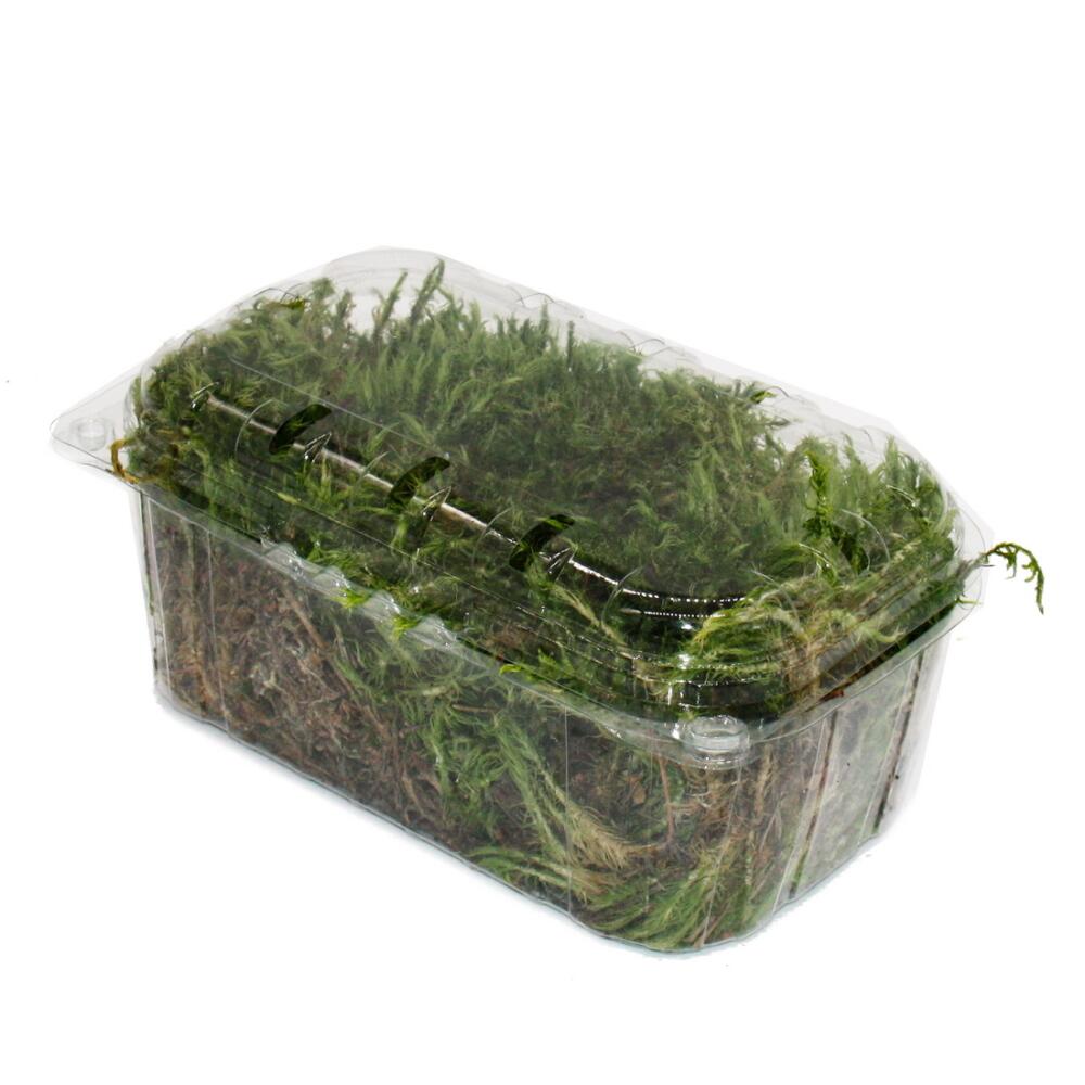 Unchanged shop original photograph 2 of the offered box with loose green tufts of narrow pointed leaves partly leaning to one side