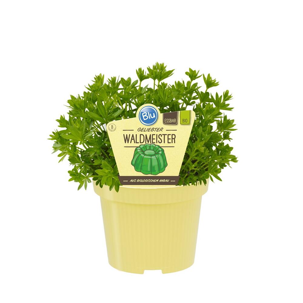 Waldmeister – Original-Shopansicht 1