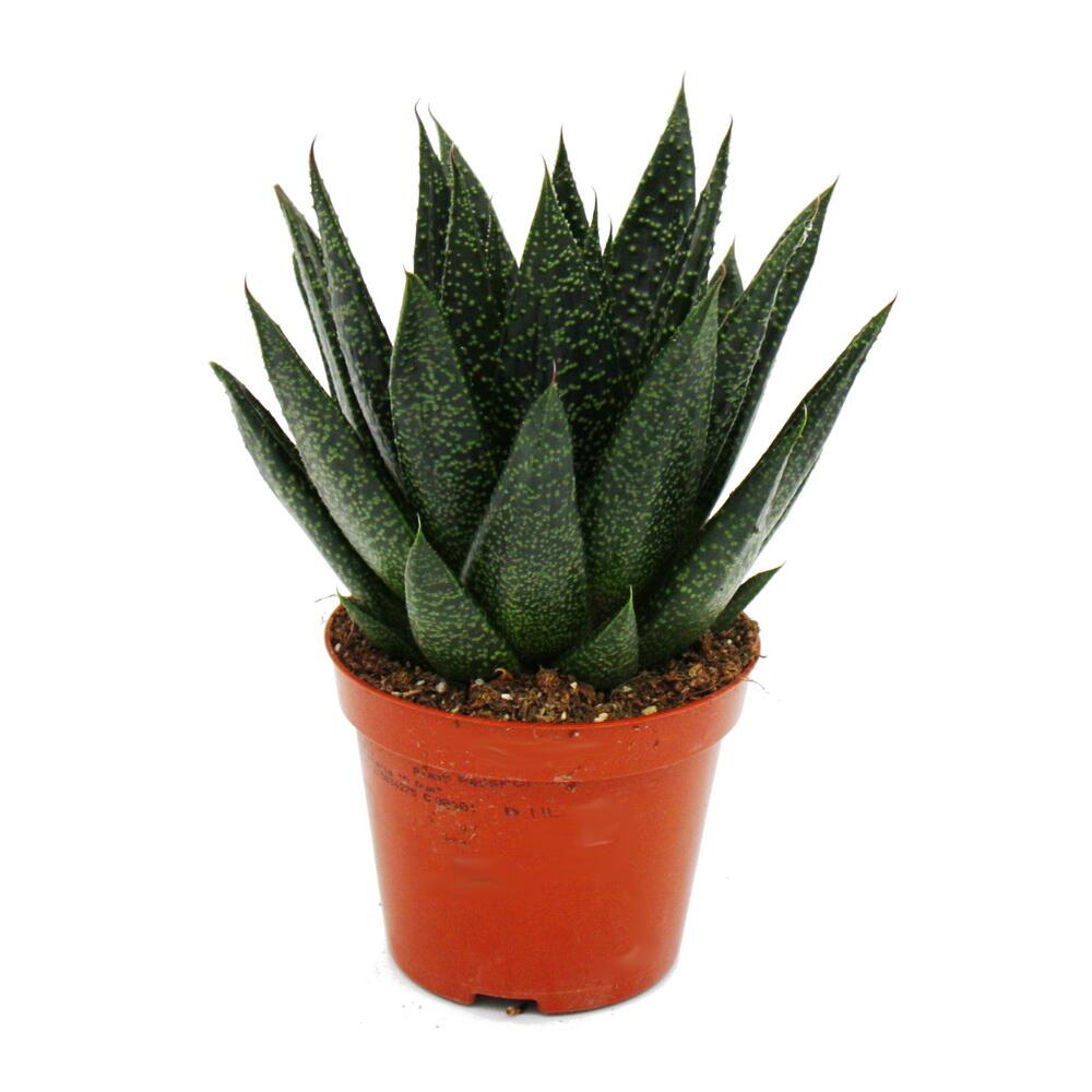 Original shop photograph: succulent – Gasteria D Due – gasteria – 8.5 cm pot
