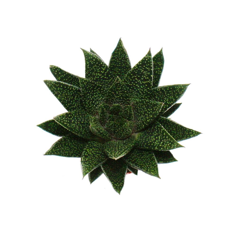 Original shop photograph: succulent – Gasteria D Due – gasteria – 8.5 cm pot