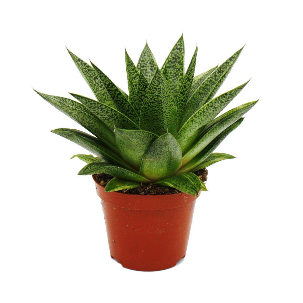 Original-Shopaufnahme: Sukkulente - Gasteria D Tiga - Gasterie - 8,5cm Topf