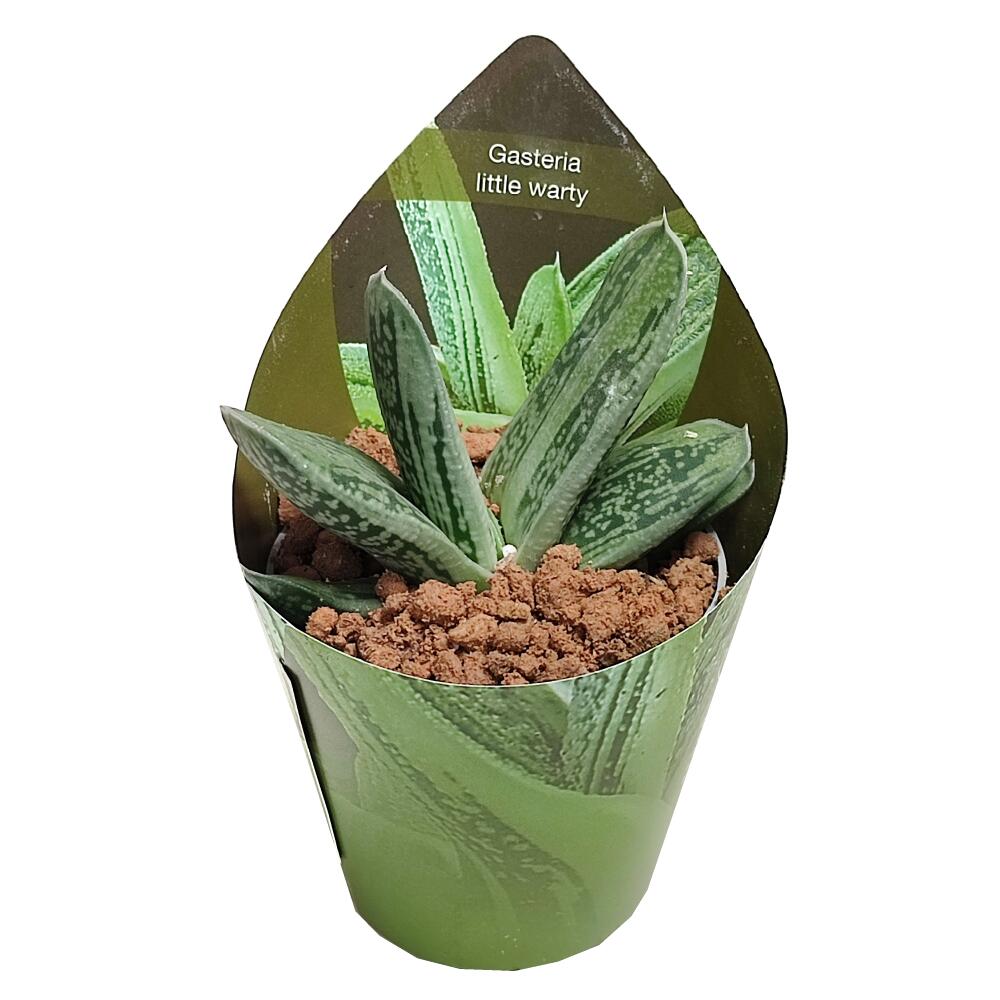 Gasteria ‘Little Warty’ in der Original-Shopansicht als einzelne junge Pflanze