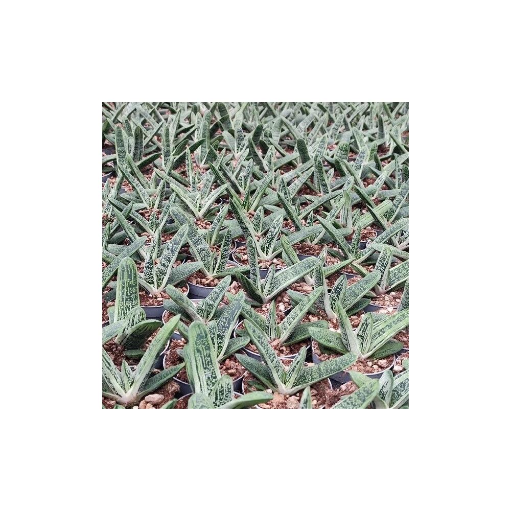 Mehrere Gasteria ‘Little Warty’ im Anzuchtbestand auf dem Original-Shopbild