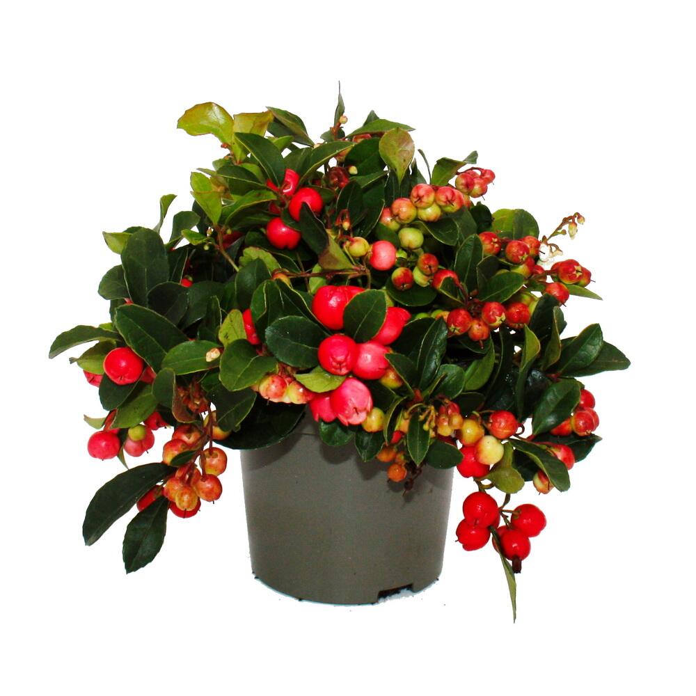 Wintergreen – original shop view 2