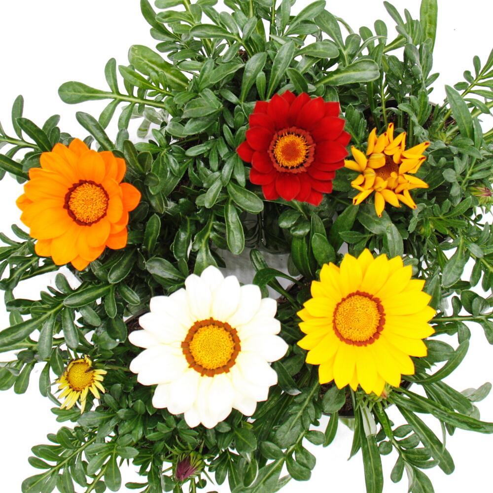 Original-Shopaufnahme: Mittagsgold - Gazania "Big Kisses" - verschiedene Farben - 12cm Topf - Set mit 3 Pflanzen