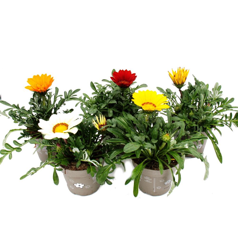 Original-Shopaufnahme: Mittagsgold - Gazania "Big Kisses" - verschiedene Farben - 12cm Topf - Set mit 3 Pflanzen