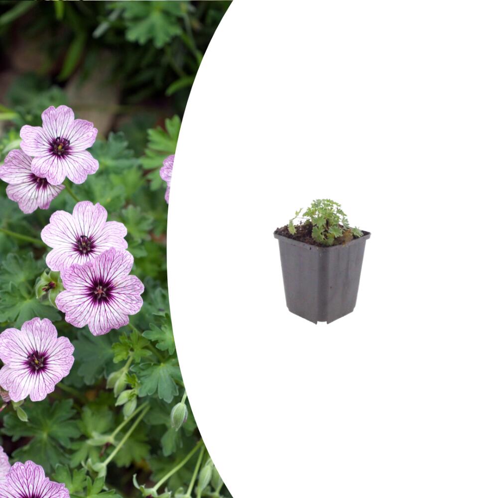 Montage original de boutique avec détail floral et jeune Ballerina en pot de 9 cm