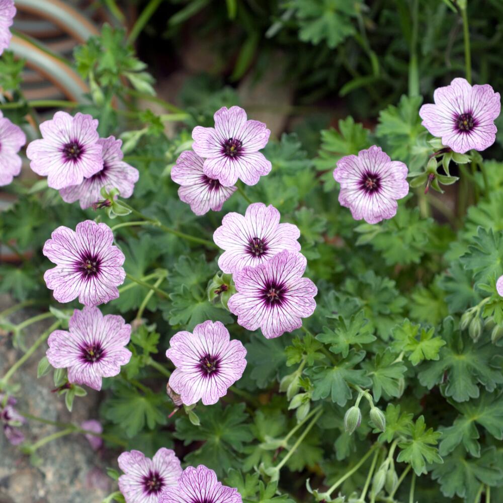 Détail de Geranium Ballerina aux fleurs roses veinées de sombre