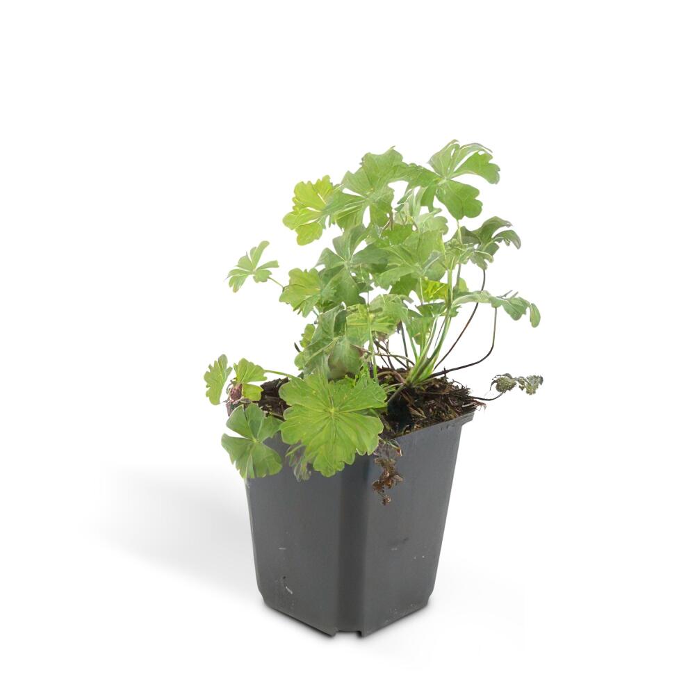 Unverändertes Original einer jungen Biokovo mit breit gelappten grünen Blättern im schwarzen 9-cm-Topf