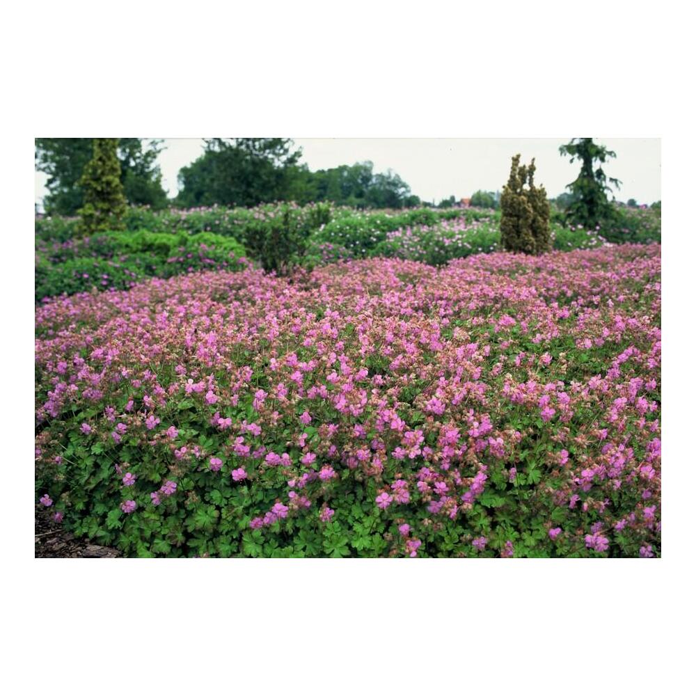 Fleurs originales rose intense de Cambridge au-dessus d’un feuillage lobé
