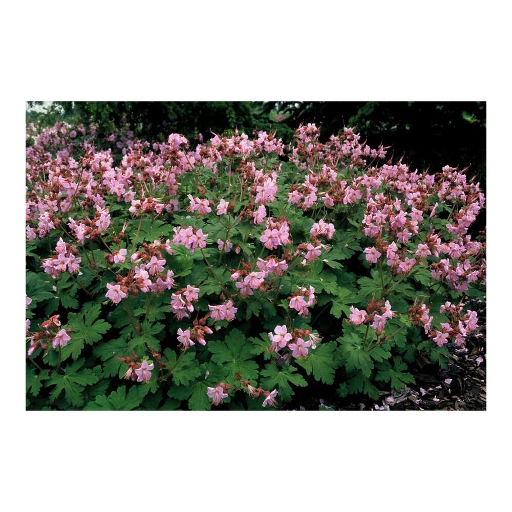 Originale zartrosa Blüten von Ingwersens Variety mit dunkleren Kelchen