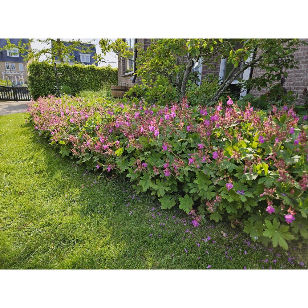 Vue commerciale originale inchangée : géranium à gros rhizome