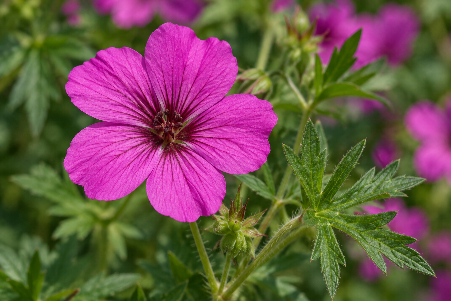 Géranium sanguin Max Frei en détail botanique de fleur ; créé par IA