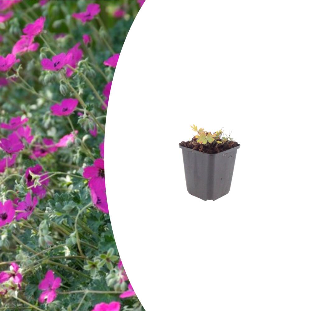 Géranium sanguin Max Frei sur vue commerciale originale propre inchangée