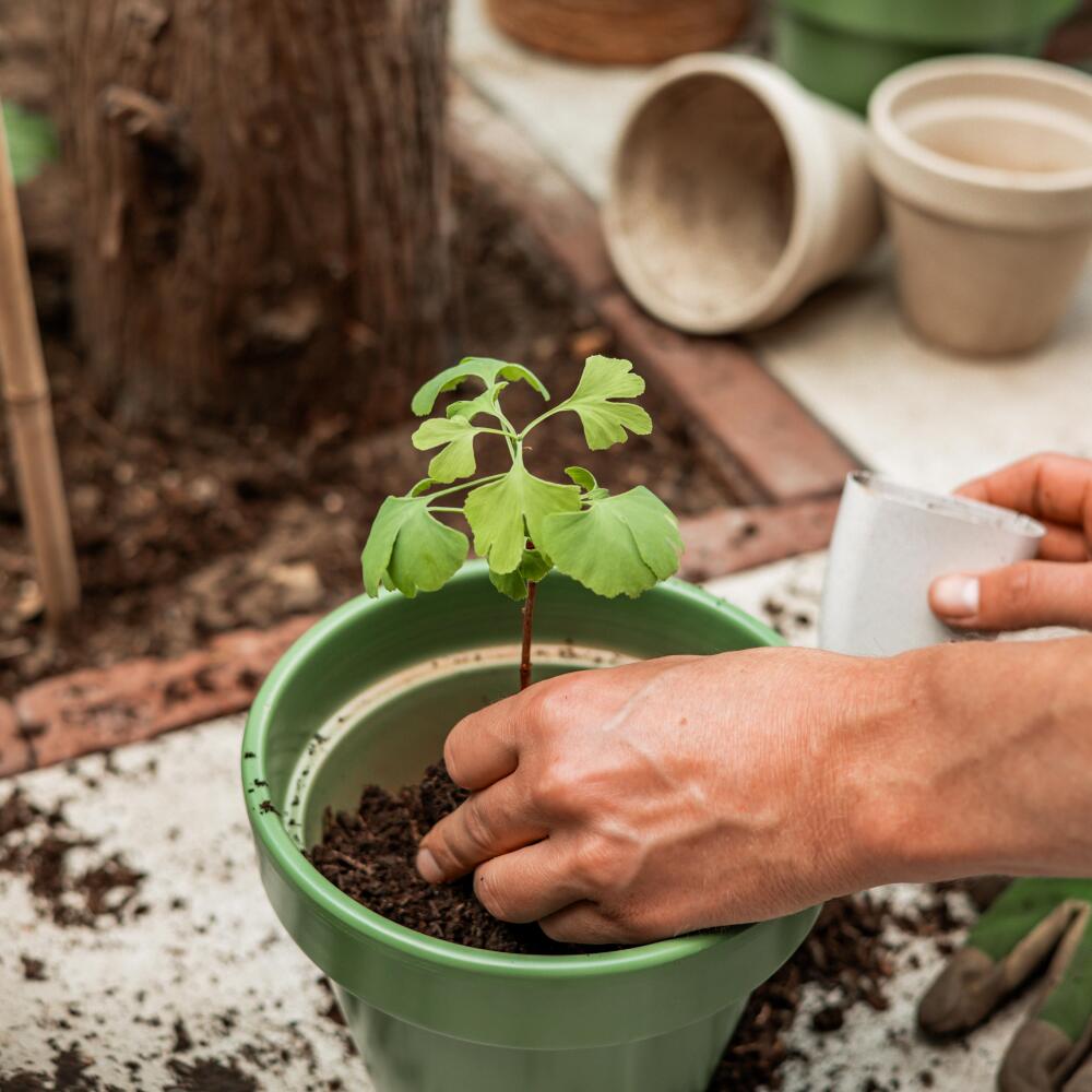 Ein junger Ginkgo wird von Händen im Freien in einen größeren grünen Topf eingesetzt