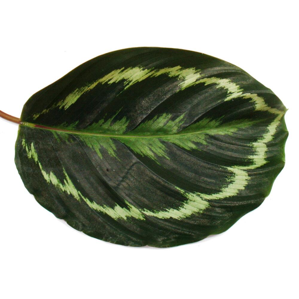 Korbmarante Medaillon – Original-Shopansicht 2