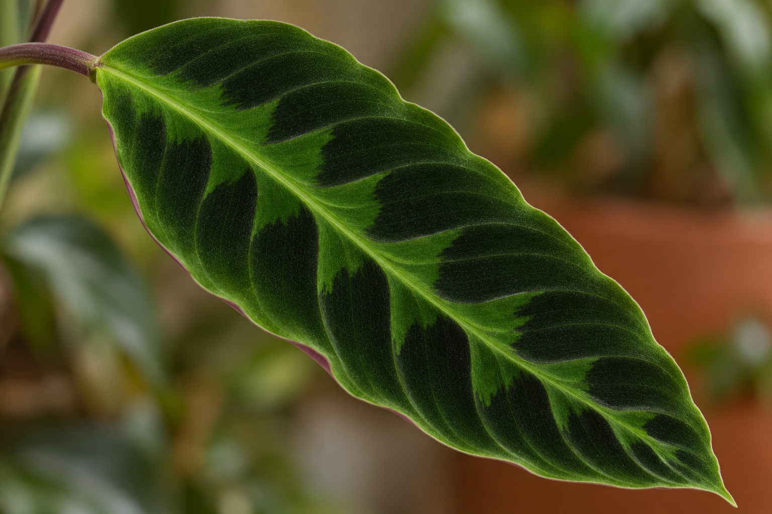 AI-created velvet prayer-plant leaf detail: velvety dark green, paler feather pattern and purple underside edge