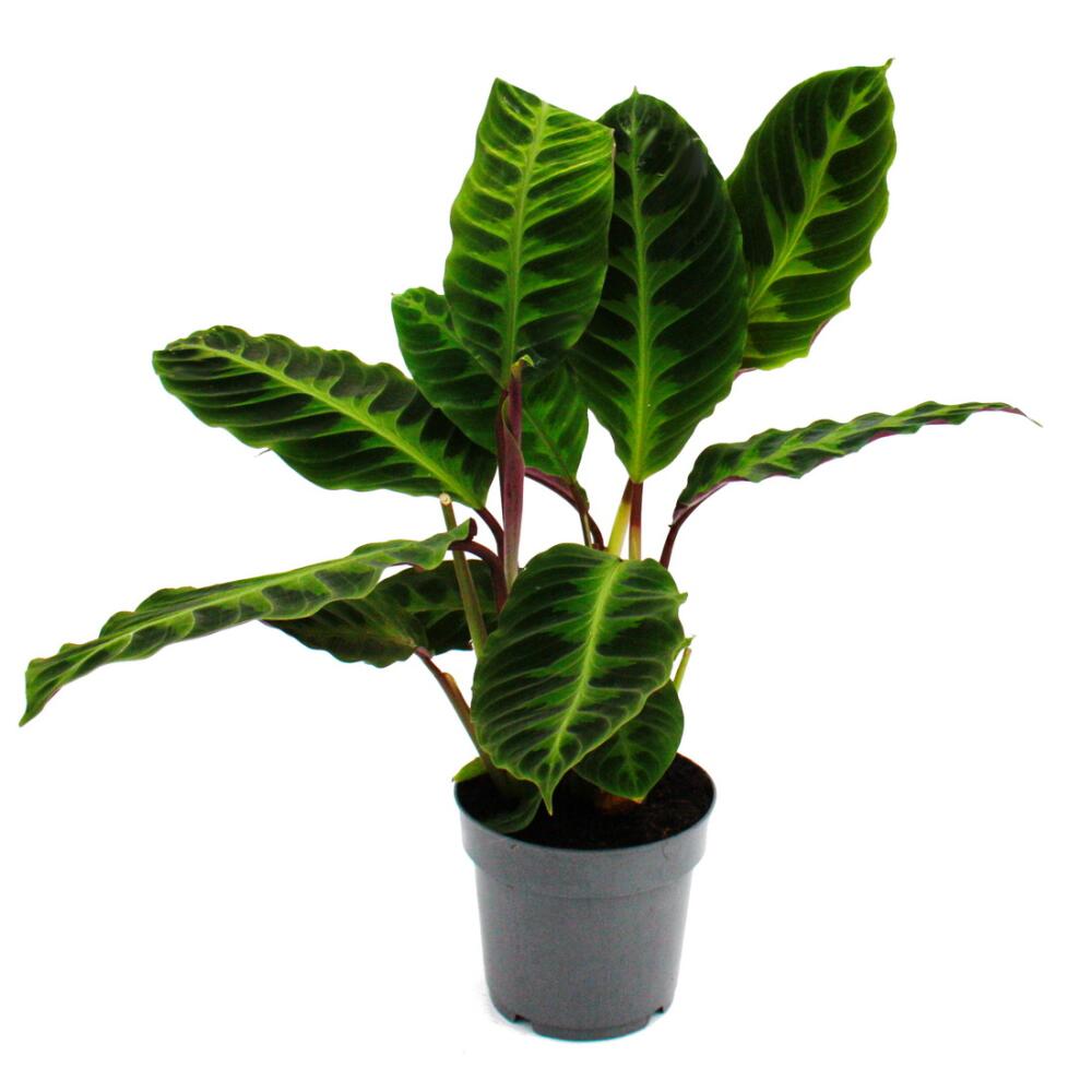 Unchanged clean original shop photograph of velvet prayer plant Calathea warscewiczii in 14 cm pot