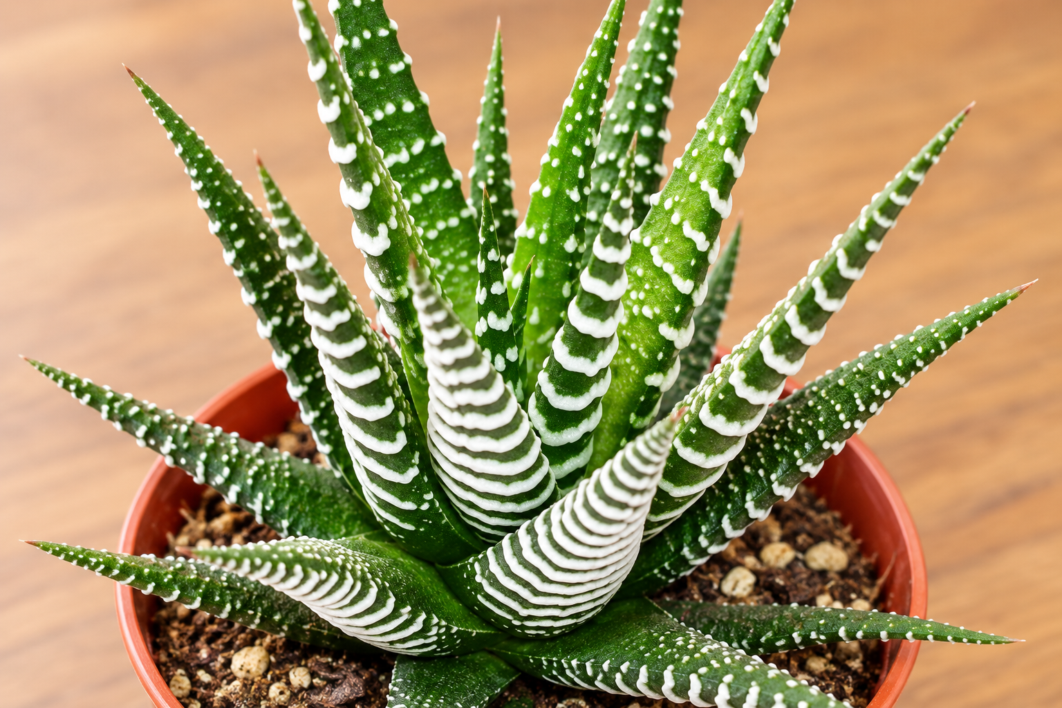 Enlarged AI detail view of Haworthia 'Big Band'